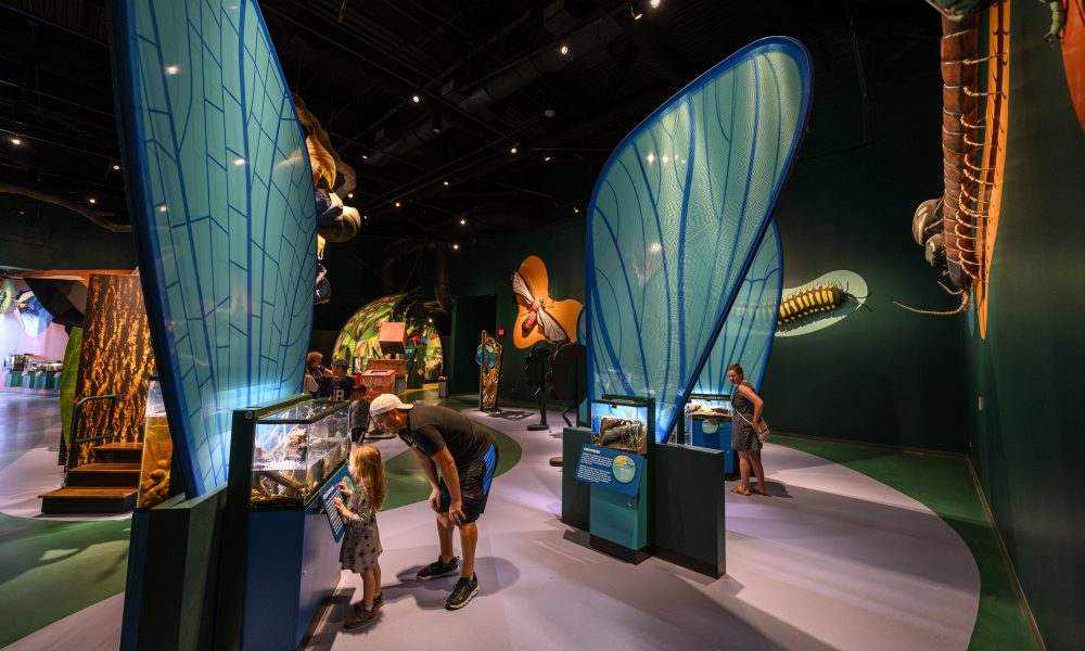 Redesigned Audubon Insectarium and Aquarium Reopens – Cortina Productions